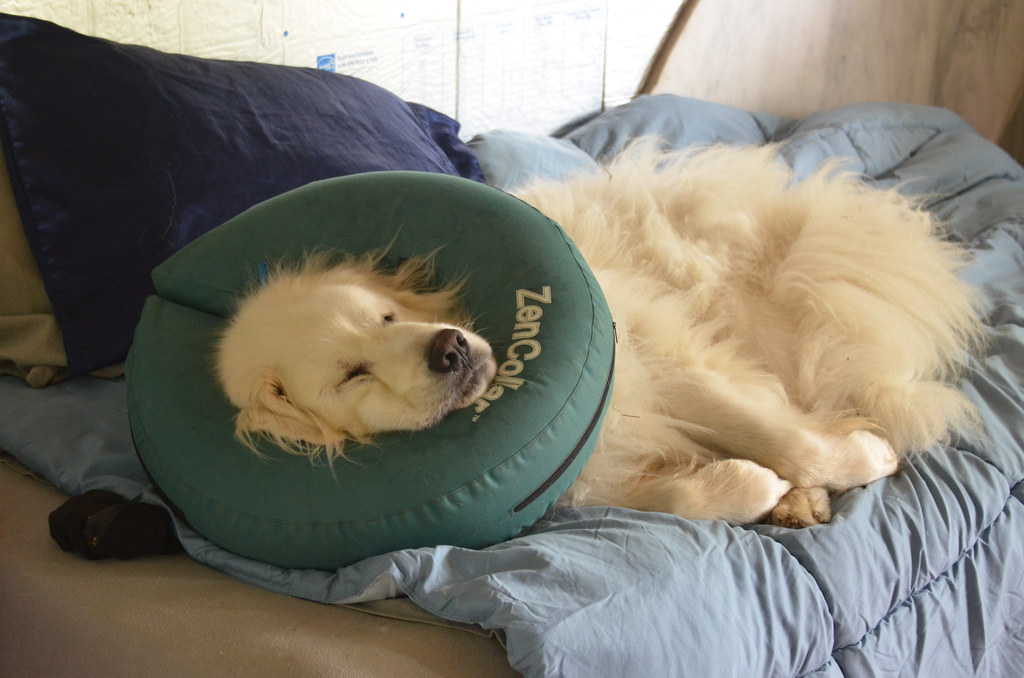 動物病院で診察される犬